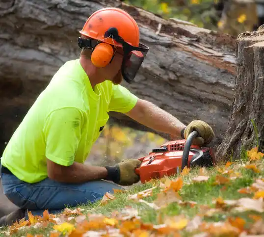 tree services Landover